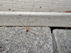 Leiobunum politum
