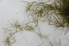 Potamogeton pusillus