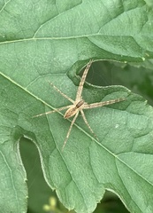 Pisaurina mira