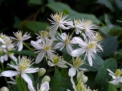 Clematis virginiana