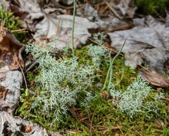 Cladonia arbuscula