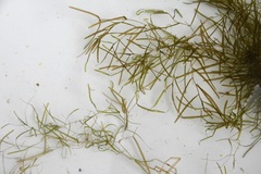 Potamogeton pusillus