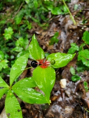Medeola virginiana