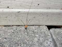 Leiobunum politum