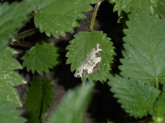 Xanthorhoe fluctuata