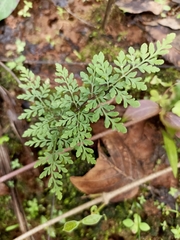 Cheilanthes