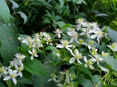 Clematis virginiana