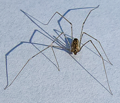 Pholcus opilionoides