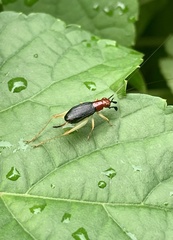 Phyllopalpus pulchellus
