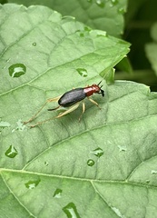 Phyllopalpus pulchellus