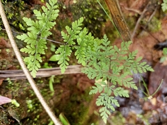 Cheilanthes