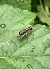 Phyllopalpus pulchellus