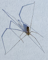 Pholcus opilionoides