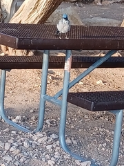 Aphelocoma woodhouseii