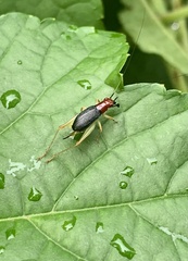 Phyllopalpus pulchellus