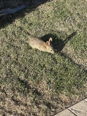 Leporidae