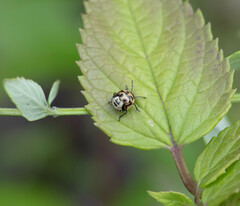 Cosmopepla lintneriana