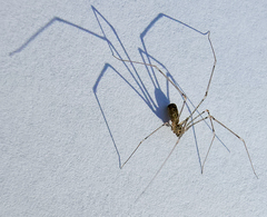 Pholcus opilionoides