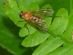 Rhagionidae