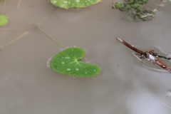 Caltha natans