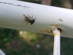 Stictocephala basalis