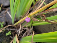 Agalinis tenuifolia