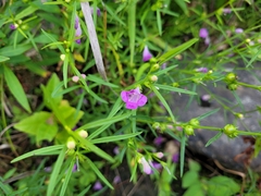 Agalinis tenuifolia