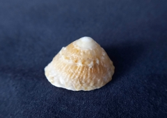 Bellastraea squamifera