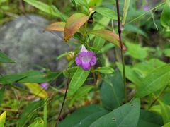 Agalinis tenuifolia