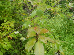 Prunus virginiana