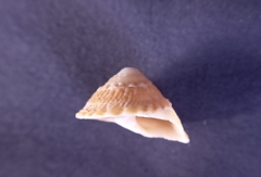 Bellastraea squamifera