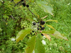 Prunus virginiana