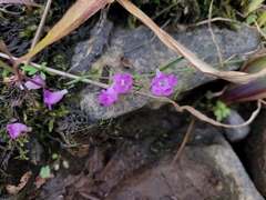 Agalinis tenuifolia
