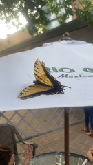 Papilio multicaudata