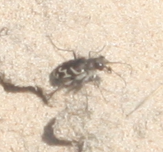 Cicindela tranquebarica