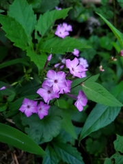 Phlox paniculata