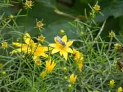 Bembix americana spinolae