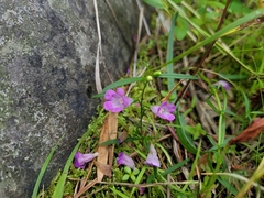 Agalinis tenuifolia