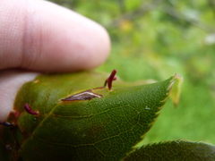Eriophyes emarginatae