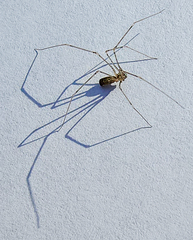 Pholcus opilionoides