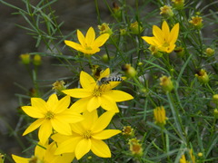 Bembix americana spinolae