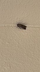 Spodoptera exigua