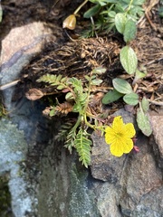 Geum rossii