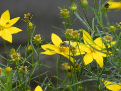 Bembix americana spinolae