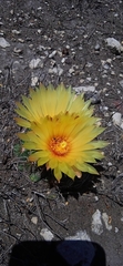 Coryphantha pallida