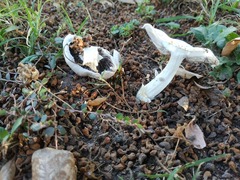 Agaricus campestris