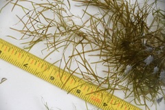 Potamogeton pusillus
