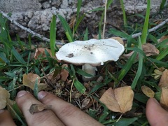 Agaricus campestris