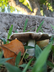Agaricus campestris