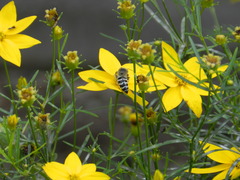 Bembix americana spinolae